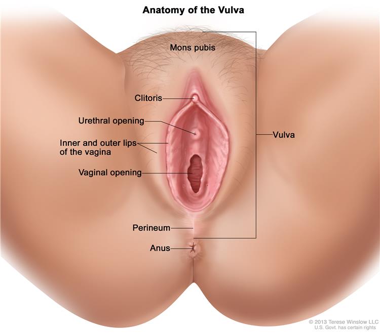 vulva pic
